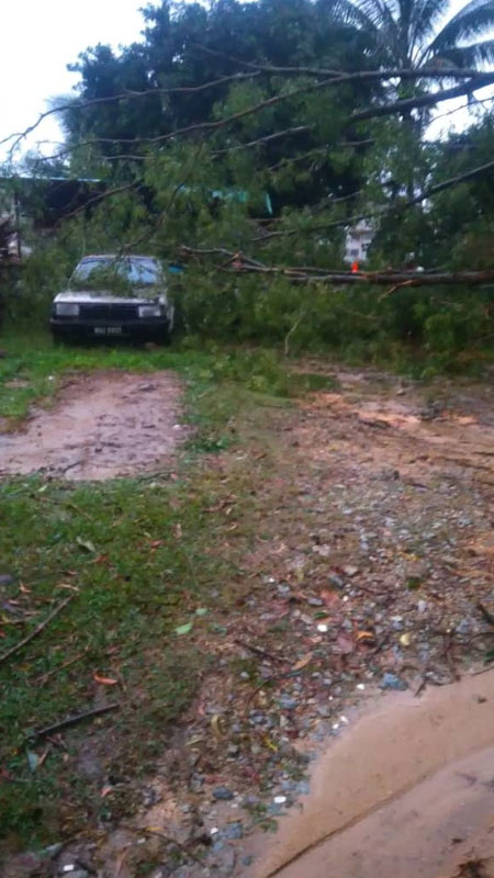 被狂风暴雨吹倒的大树，压中8辆轿车及1辆罗厘，幸无人伤亡。