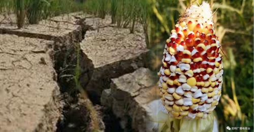 天气异常酷热 农地玉米晒到变爆米花