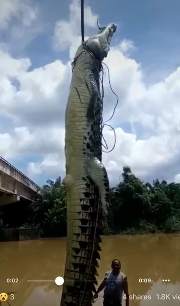 村民站在逾15尺长的巨鳄身边，可见巨鳄体型庞大。