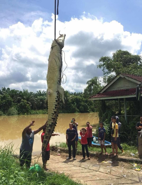 逾15尺长的巨鳄被村民开枪击毙后，被吊起载走。