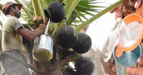 研究：棕榈汁能提炼调味料 可代替味精