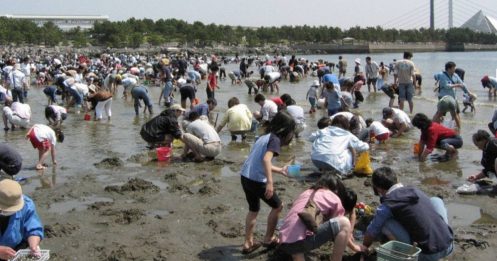 去日本挖100公斤生蚝 游客：不挖太浪费了