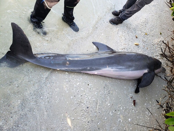 海豚不小心吞下水管，导致器官受损死亡。