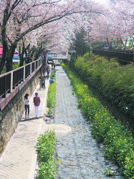 越过人潮拥挤的余佐川桥中心位置，沿着桥底慢慢往前走，另一个如同梦幻般的樱花“隧道”就会在眼前展开。