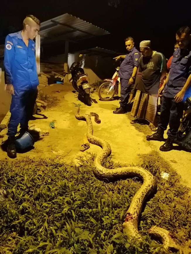 民防部队和村民观察大蟒蛇的尸体。