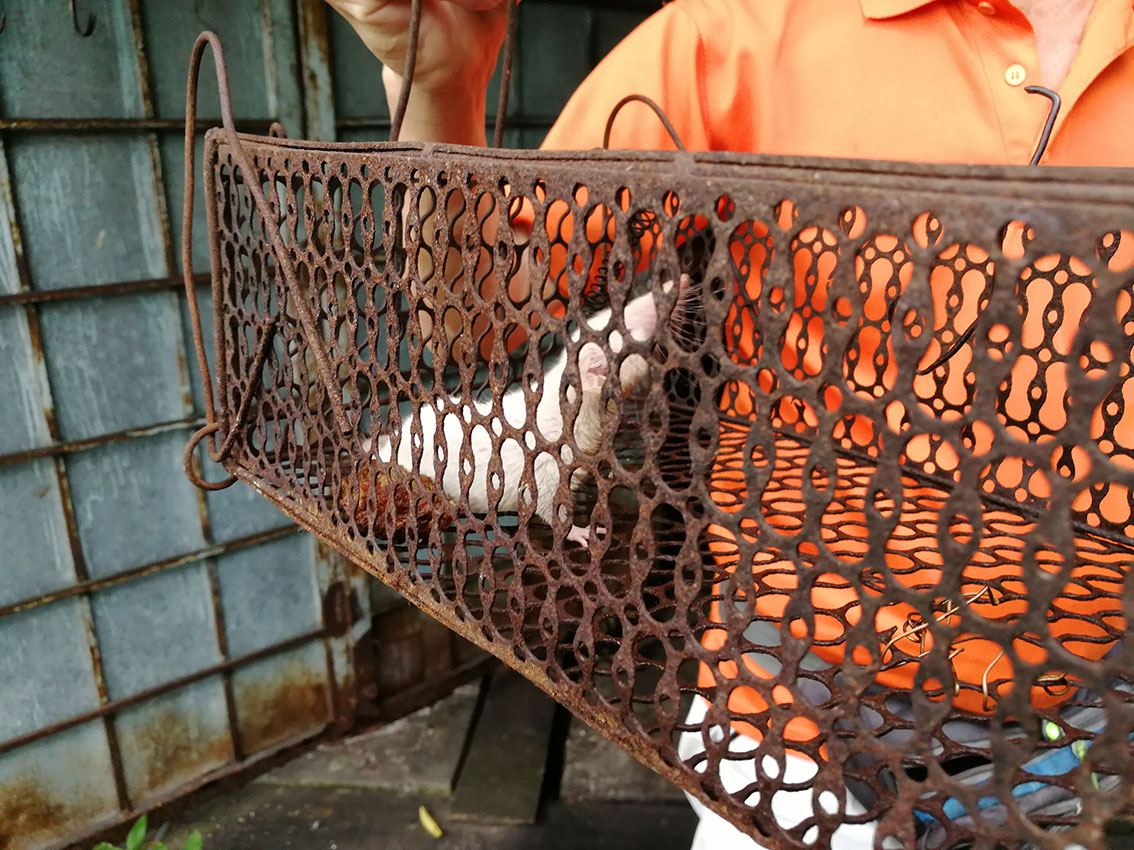 一只全白的臭鼩出现在峇株巴辖。