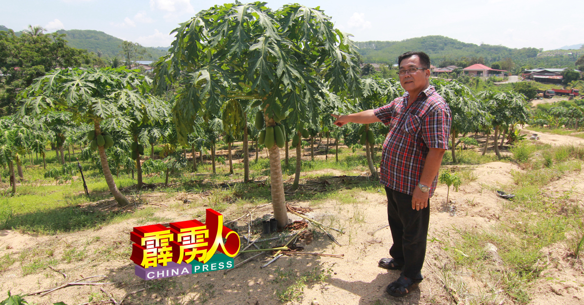 李兆双：一些村民已改种木瓜，希望改善生活。