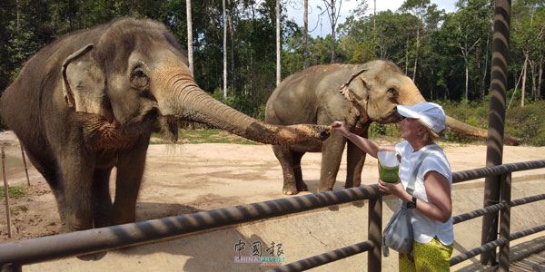 游客可以喂食大象，与动物近距离接触。