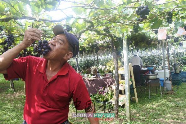 果园内的每一颗葡萄，都是陈荣雄辛苦种植。
