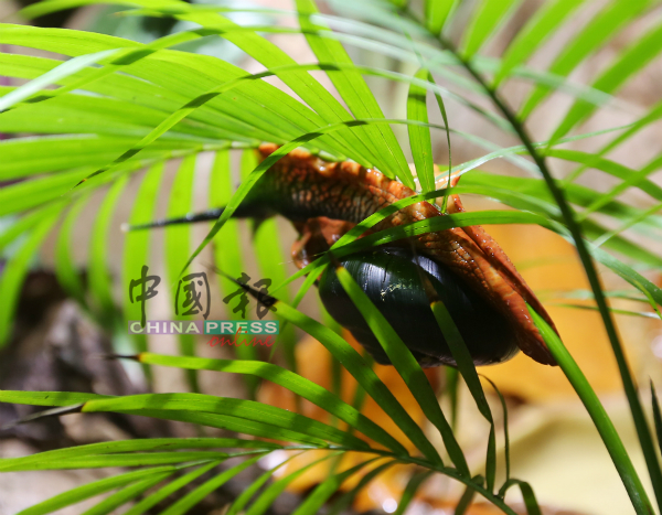 马来西亚半岛最大的陆地蜗牛，外壳黑色，身体呈橙色，是大马少见的蜗牛。