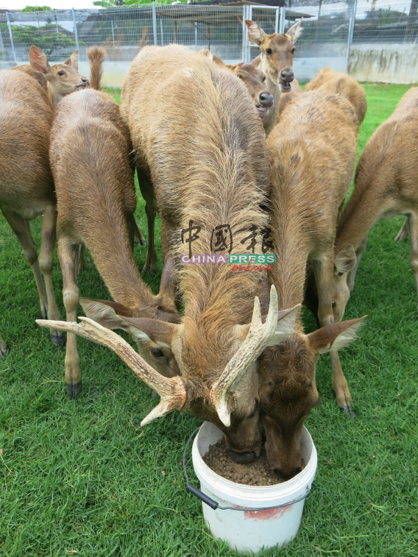 除了象草，鬣鹿需要富有维他命的饲料补充养分。