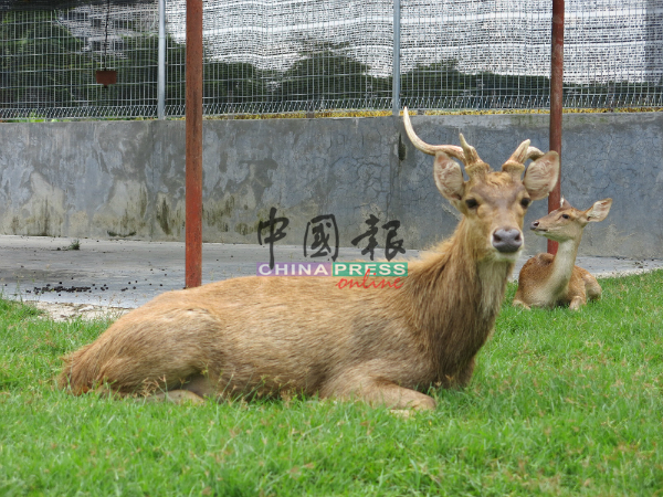 鬣鹿是一夫多妻制的交配系统，雄鹿必须通过竞争以获取交配权。