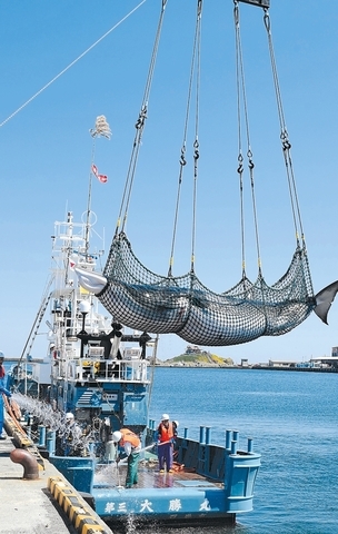在八户市第一鱼市附近被抬出水面的小须鲸。