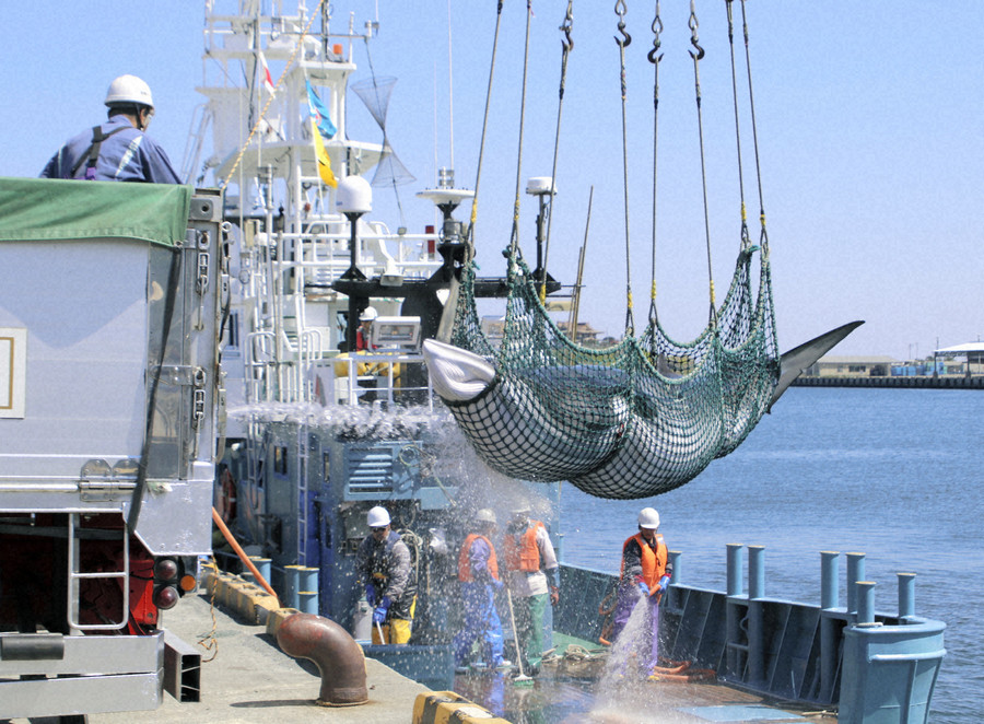 工作人员搬运小须鲸。