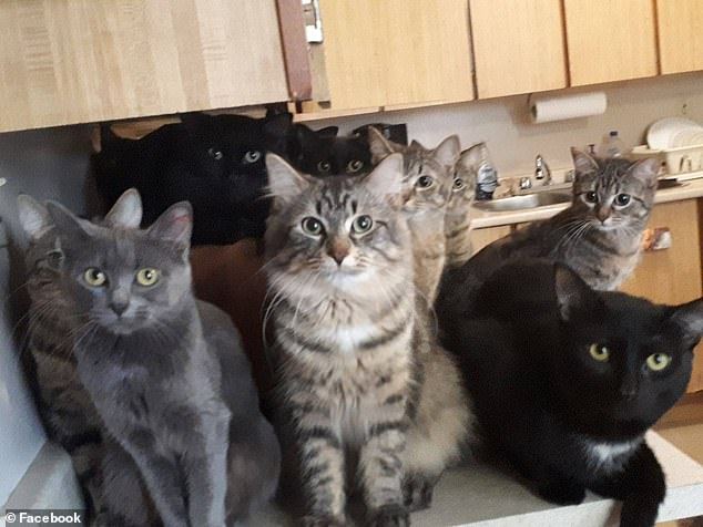 厨房到处都是猫。