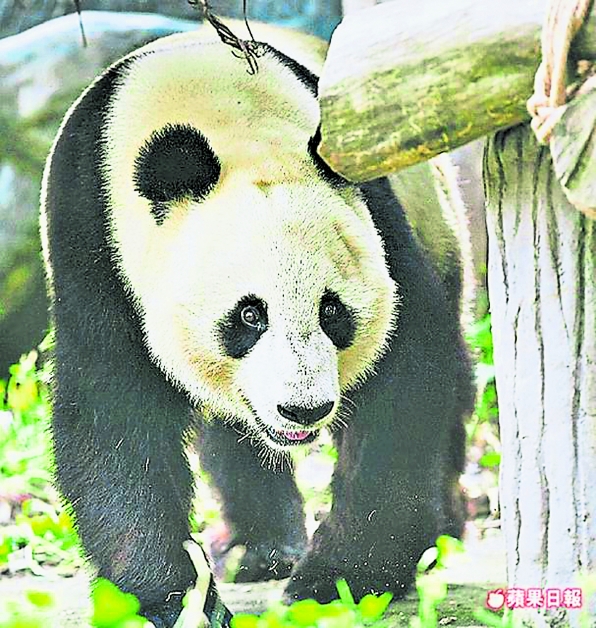 大猫熊白云被中国收回，上周送抵四川保护研究中心。