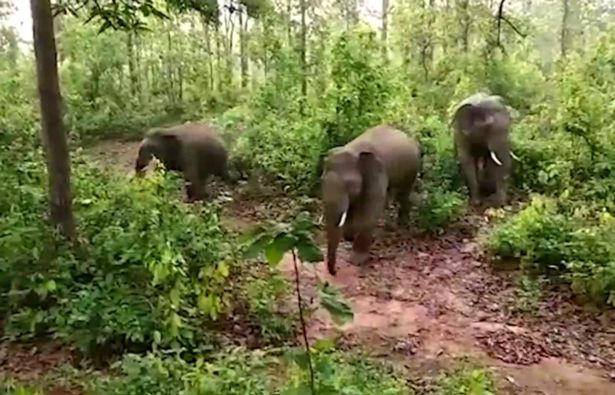 象群中其他成员冲出来保护大象母子。