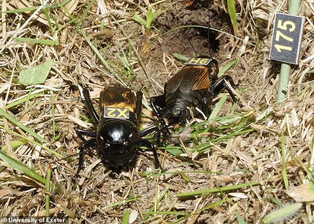 埃塞克斯大学研究显示，年老的雄性蟋蟀，对于磁性蟋蟀而言，更具吸引力。然而，在配对成功过后，两只蟋蟀的交配次数，会比较少。