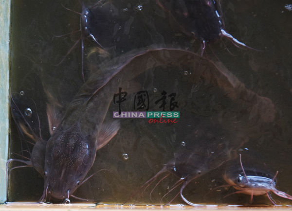 甲郊区乌丹必甲泥鳅养殖场，是全马第二高生产量泥鳅。