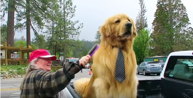 这只帅气的黄金猎犬就是爱德怀镇现任镇长“麦克斯”，女狗主菲利斯正为它梳理毛发。