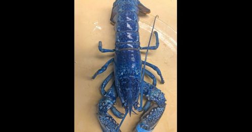 超罕见蓝龙虾 餐厅捐给水族馆