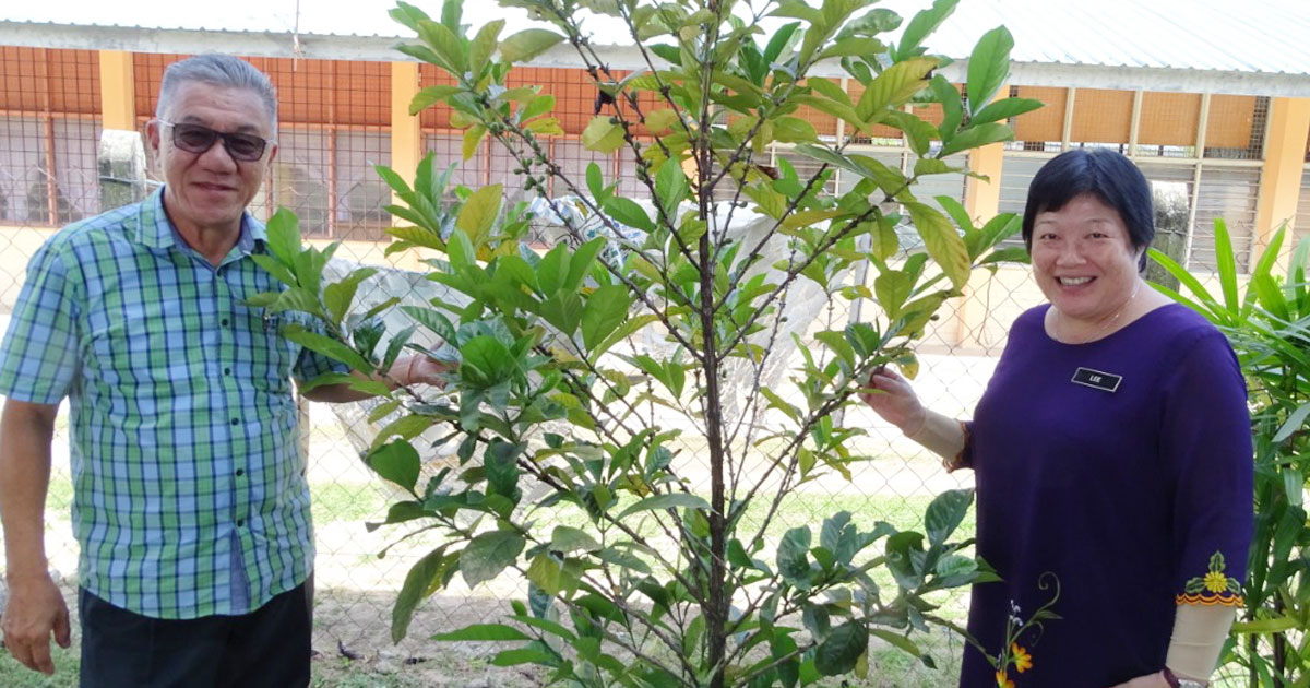 学校种咖啡树是可行的。左起为曾广海及李慧敏。