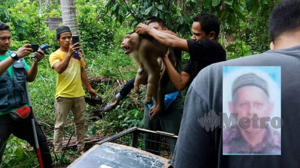 国家公园及野生动物保护局人员捕获把主人咬死的猴子。小图为死者亚莫哈末。（www.hmetro.com.my）
