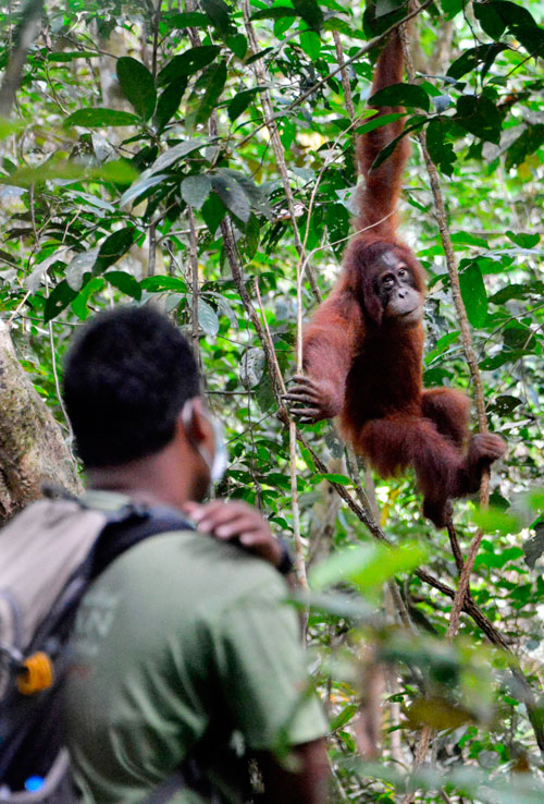 印尼野生动物保护组织人员周二将人猿放生，让它们回归森林。（法新社）