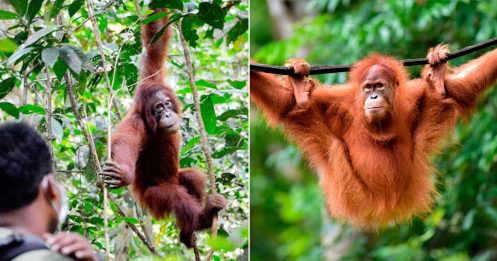 获救两年学习野外生活 印尼两人猿重返森林