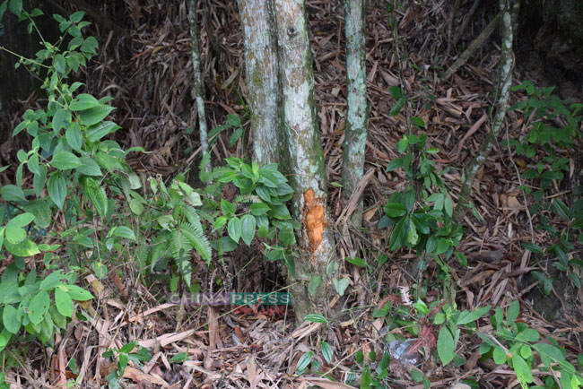 死者轿车失控撞到路旁一棵树。