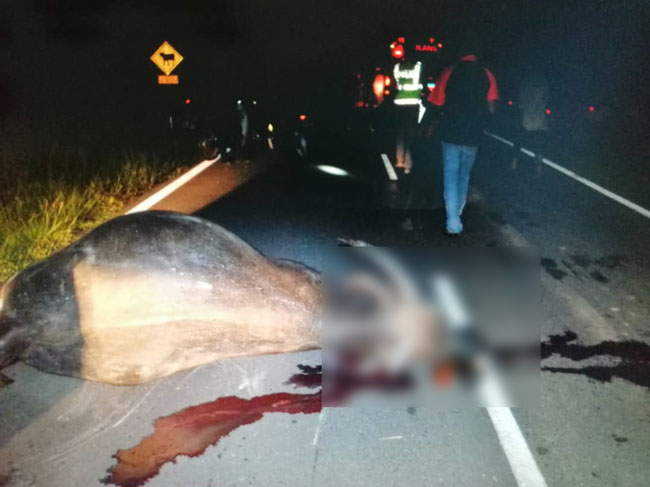 撞击力过大，导致水牛也当场毙命。