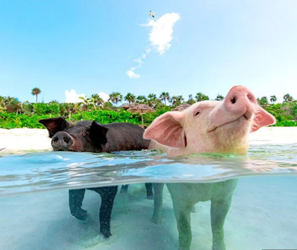 巴哈马海域著名的景观之一，就是猪猪游泳。