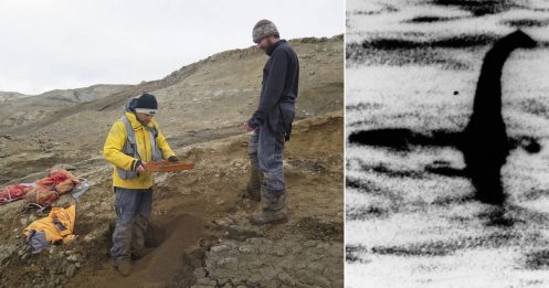 尼斯湖水怪是真的？南极出土巨型化石