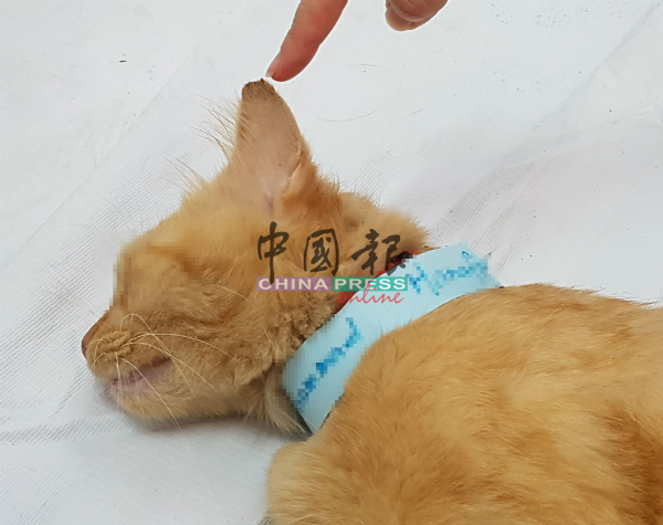 已进行结扎手术的猫只，猫耳将剪下一角留下记号。