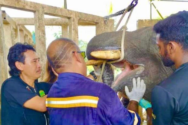 8岁大婆罗洲侏儒象“Toothie”因车祸重伤，抢救数月药石罔效后被安乐死。