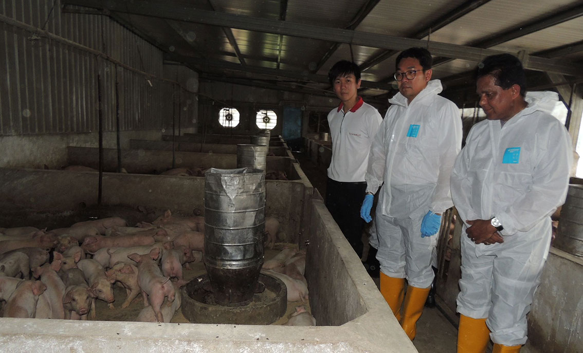 华都村王观洲兄弟农场的封闭式养猪场，是全槟最大的封闭式养猪场。