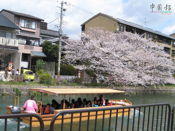 河畔樱花树，春暖又开花，赏花雅士乘船来。