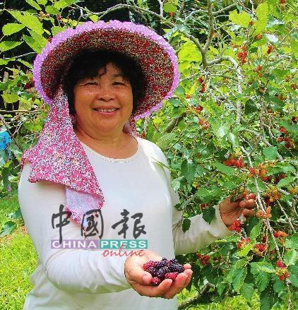 吴沫娇：桑树不仅以干净的山水来灌溉，还种植在拥有清新空气、肥沃土壤的武吉丁宜，她相信只要用爱心对待农作物，它们一定会有所回报。
