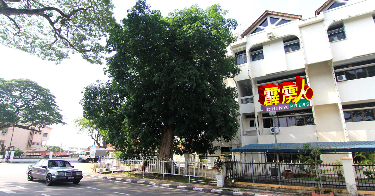 全马第一棵橡胶树，就在江沙县办公大厅隔壁。