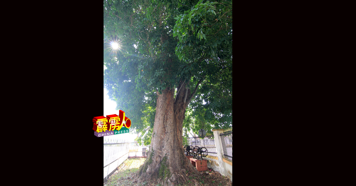 虽然已经142岁高龄，但是全马第一棵橡胶树仍茁壮成长。