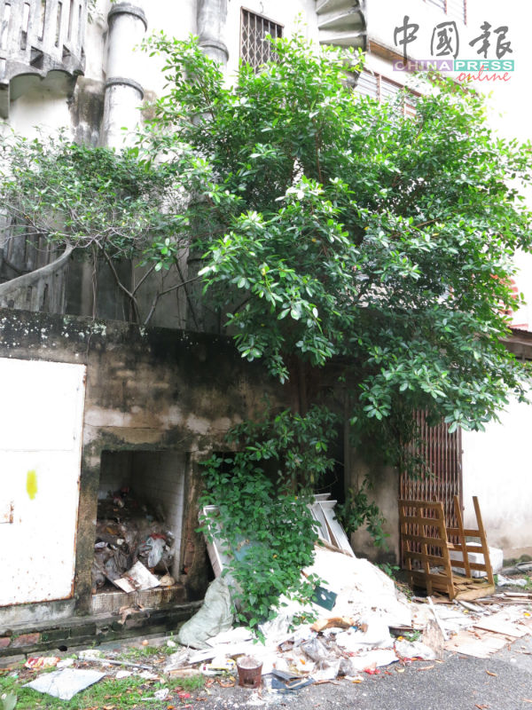 店屋后巷除了成乱丢垃圾处，也有寄生植物生长，担心破坏建筑物结构。