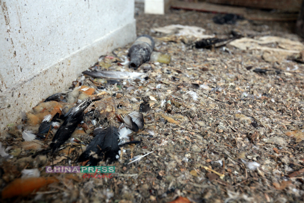 在森州衛生局於上星期噴射殺菌劑後，有更多的野鴿死亡，導致空氣中瀰漫一股屍臭味。