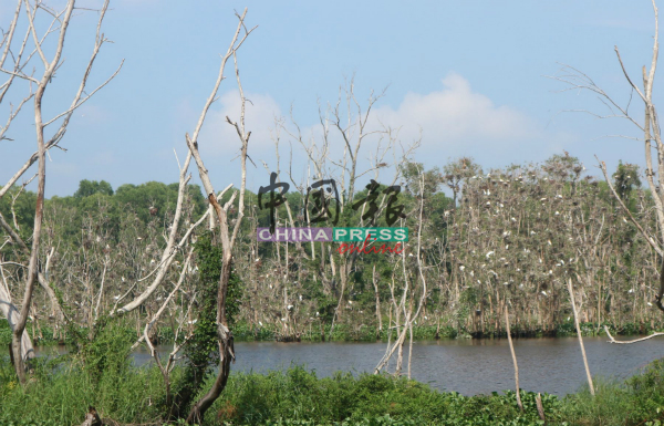 峇株安南伯乐镇第三路旁的湖，白鹭成群，白鹭爱好者可前来观鸟及取景。