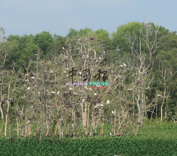 树上停留的白鹭成群，形成一幅美景。