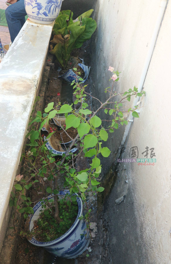 绿化及美化用途的盆栽被推倒进沟渠，导致花盆破裂。