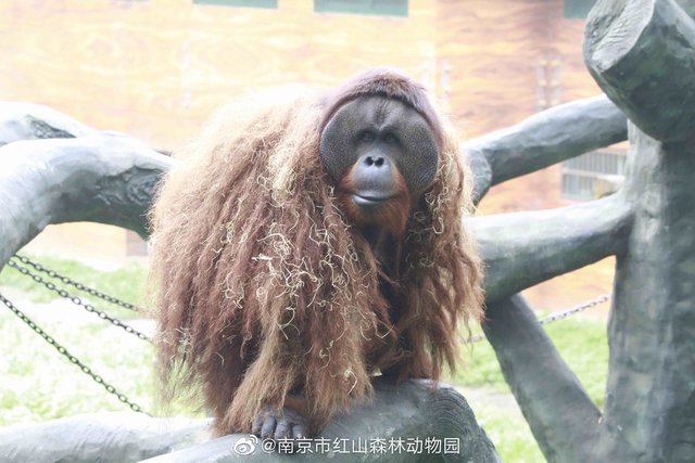 知名红毛猩猩“乐申”