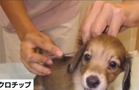 日本宠物需植入芯片，防止主人遗弃虐待。