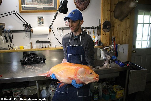 法盖特近日在布莱纳德湖捕获一条金黄色的大鱼。
