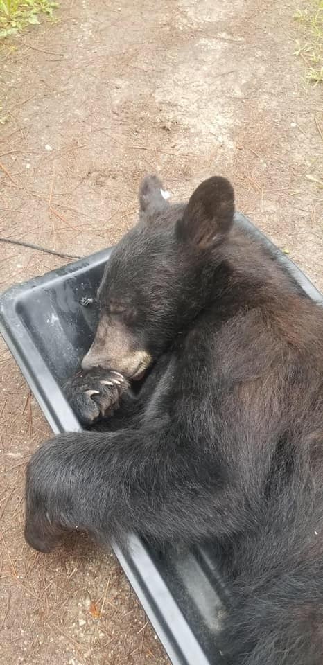 熊熊最后被麻醉送走。