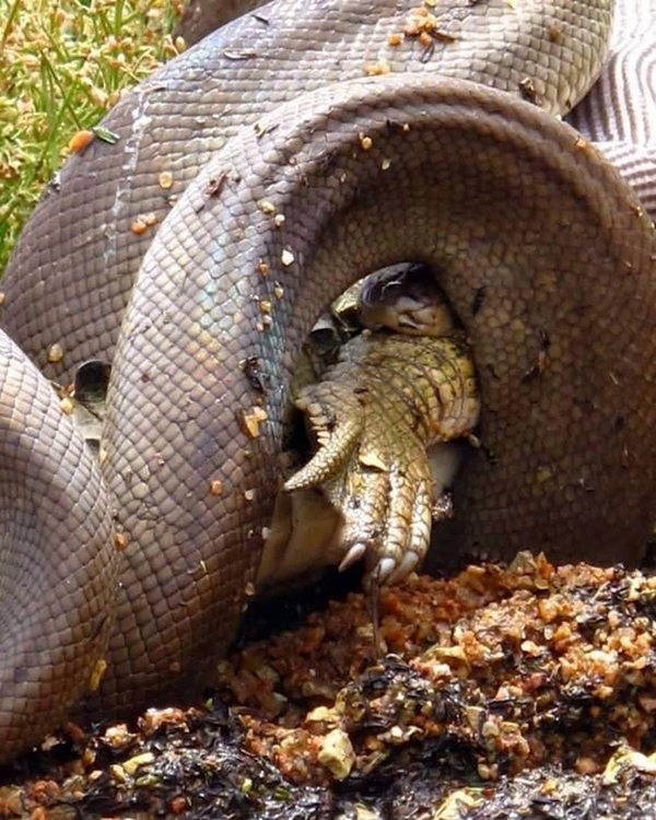 出现在他眼前的是，一条橄榄蟒正在将一只淡水鳄鱼，一点一点吞食的惊人画面。